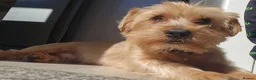Yorkshire Terrier dogs for sale: 🧸TEDDY🧸 FOR REHOME - Advert 3