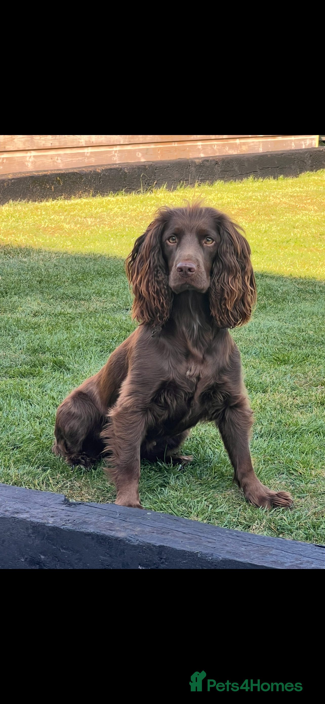Cocker Spaniel dogs Beautiful Cocker Spaniel Puppies  - Advert 3