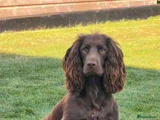 Cocker Spaniel dogs Beautiful Cocker Spaniel Puppies - Advert 3