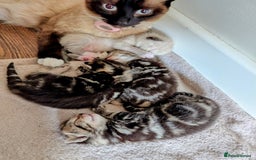 Mixed Breed cats for sale: 4 beautiful kittens looking for their forever home - Image 15