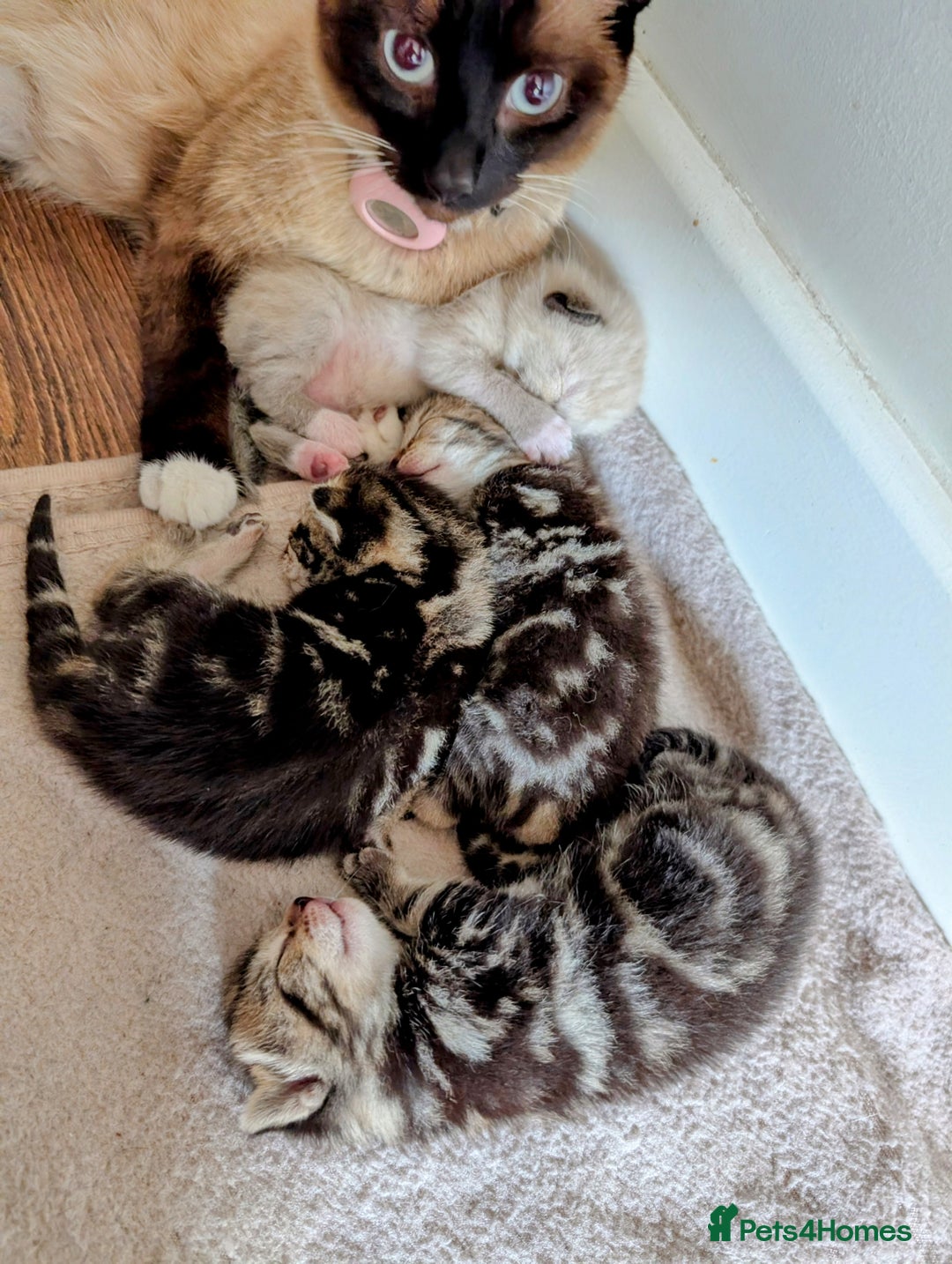 Mixed Breed cats for sale: 4 beautiful kittens looking for their forever home - Image 15