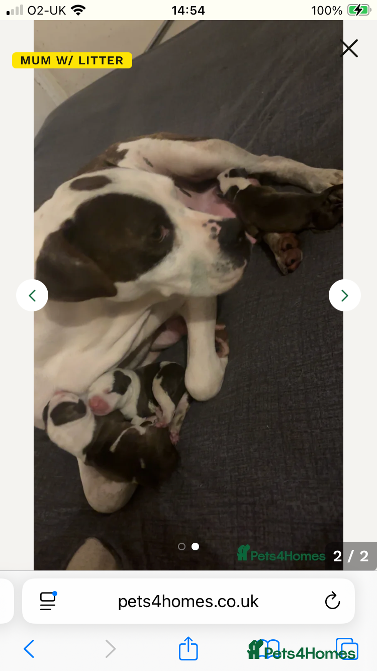 American Bulldog dogs American bulldog puppies  - Advert 1