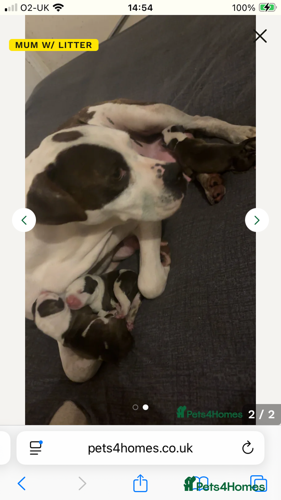 American Bulldog dogs for sale: American bulldog puppies  - Advert 1