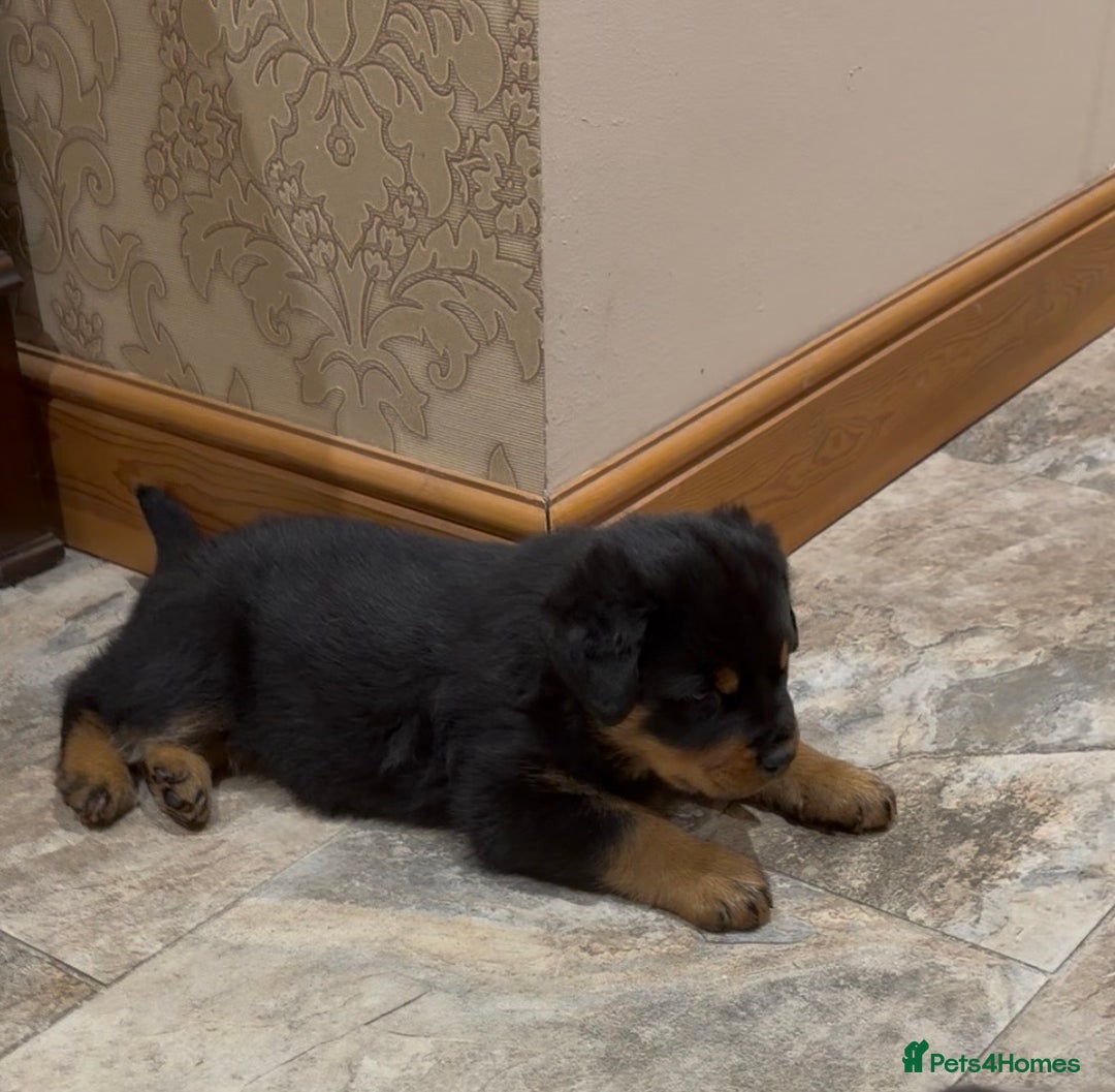 Rottweiler dogs for sale: 2 Big chuncky female Rottweiler puppies - Advert 10