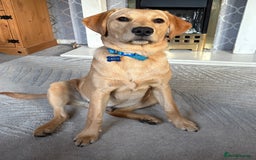 Labrador Retriever dogs for sale: 12 month old male Labrador retriever  - Image 3