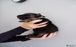 German Shepherd dogs for sale: 7 CHUNKY GERMAN SHEPHERD PUPPIES KC REGISTERED - Image 18