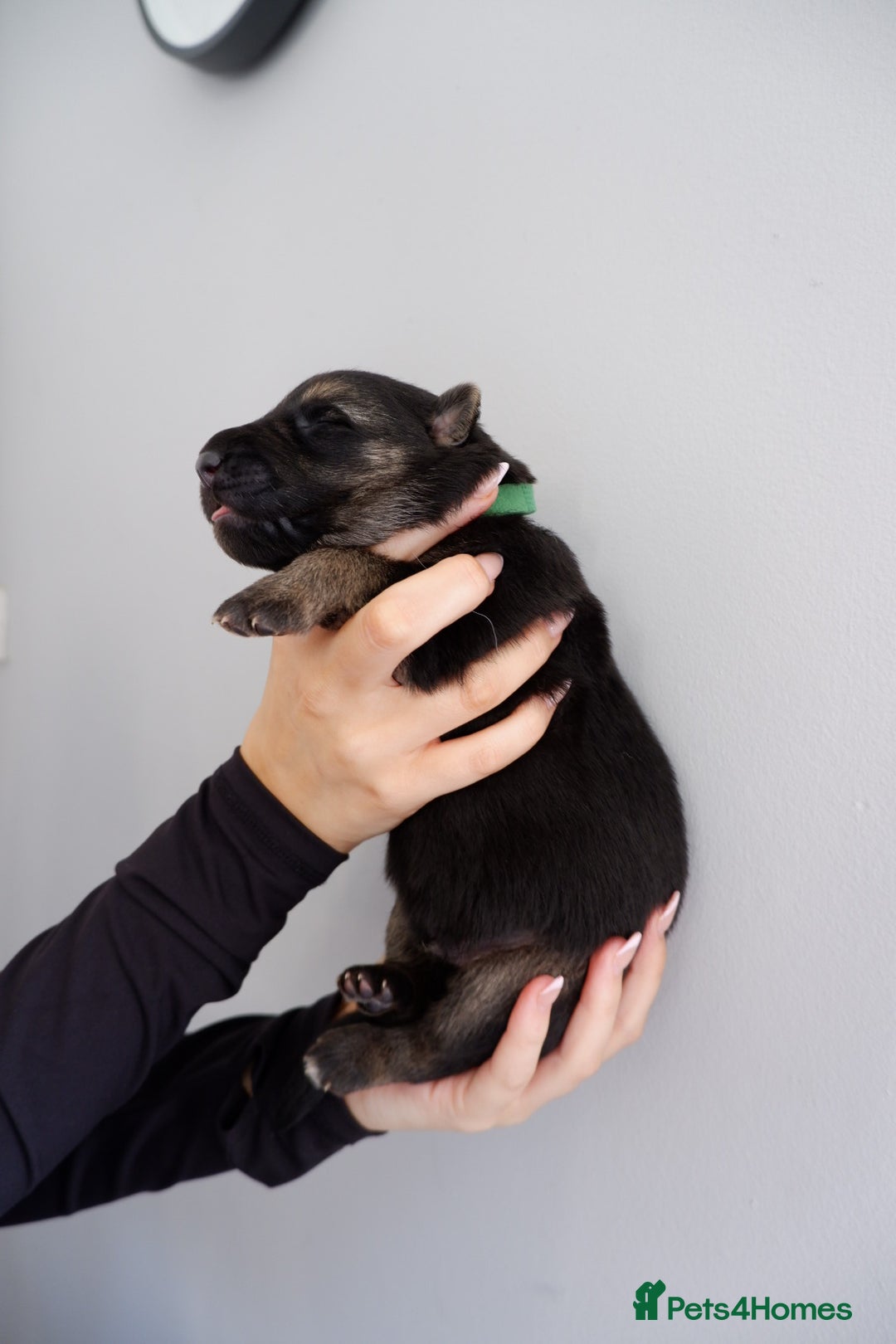 German Shepherd dogs for sale: 7 CHUNKY GERMAN SHEPHERD PUPPIES KC REGISTERED - Image 18