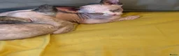 Sphynx cats for sale: Last 2 girls reduced  - Advert 12