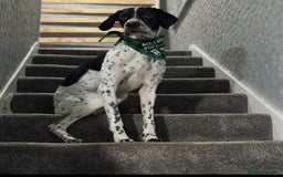 Mixed Breed dogs for sale: German shorthair pointer/wirehairpointer - Image 35