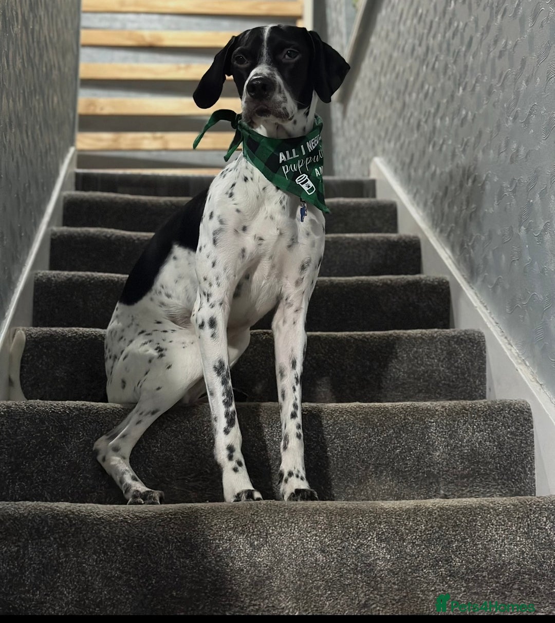 Mixed Breed dogs for sale: German shorthair pointer/wirehairpointer - Image 35