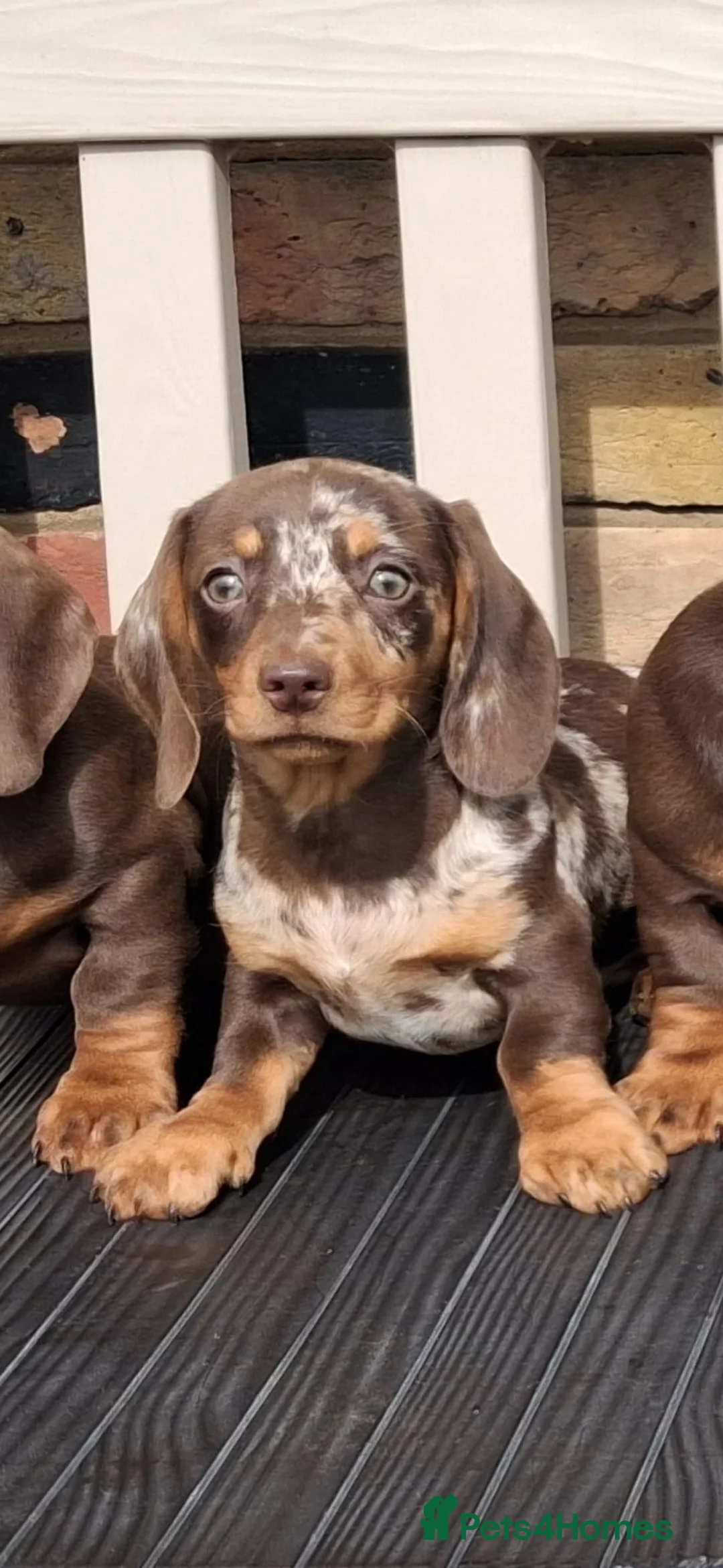 Miniature Dachshund dogs for sale: Miniature dachshunds - Advert 24