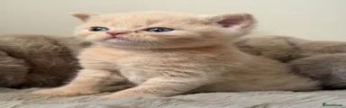 Cream Boy