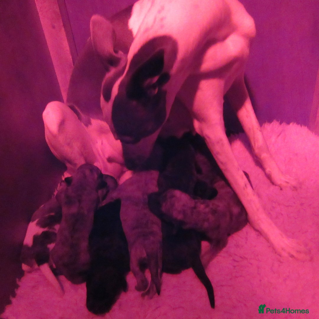 Whippet dogs for sale: Whippet Lurcher - Image 20