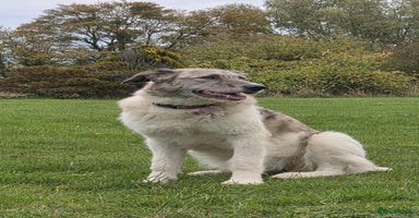 Mixed Breed dogs Perfect PICKLE - Advert 16