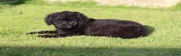 Cavapoo dogs for sale: Beautiful Cavapoo puppies for sale - Advert 20