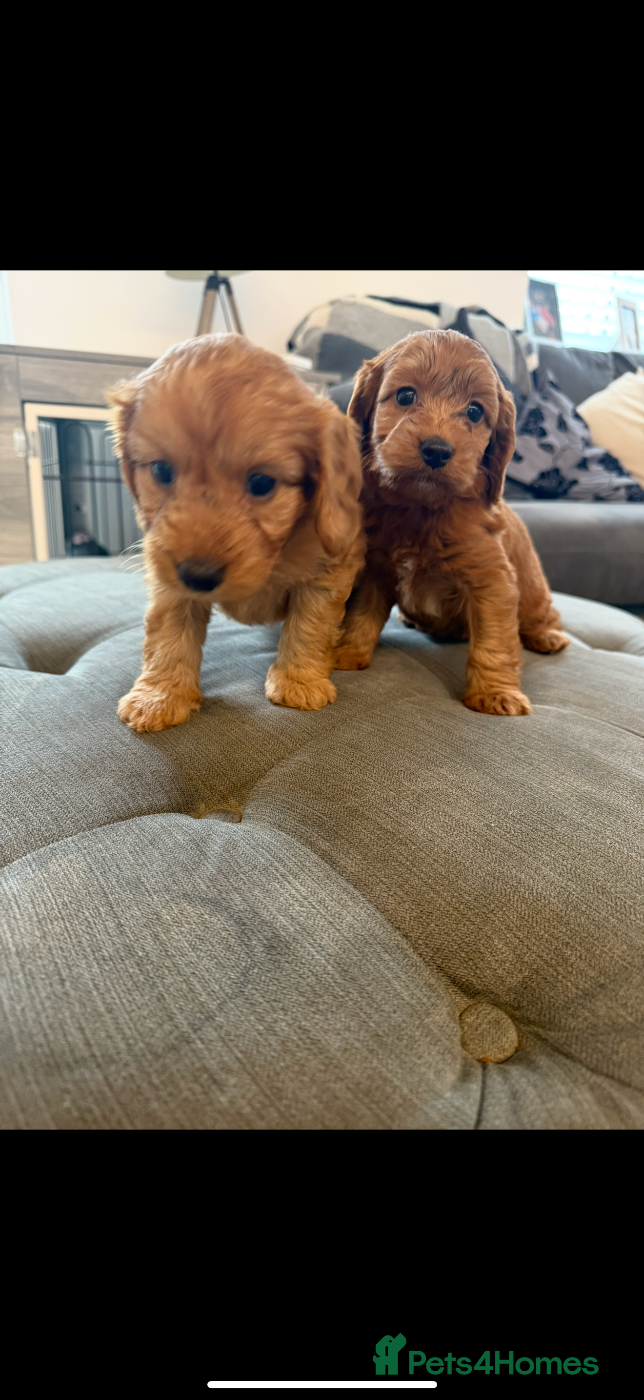 Cockapoo dogs F1 toy cockerpoo puppies last 2 girls left  - Advert 17