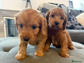 Cockapoo dogs F1 toy cockerpoo puppies last 2 girls left - Advert 17