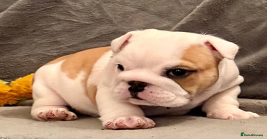English Bulldog dogs - Advert 3