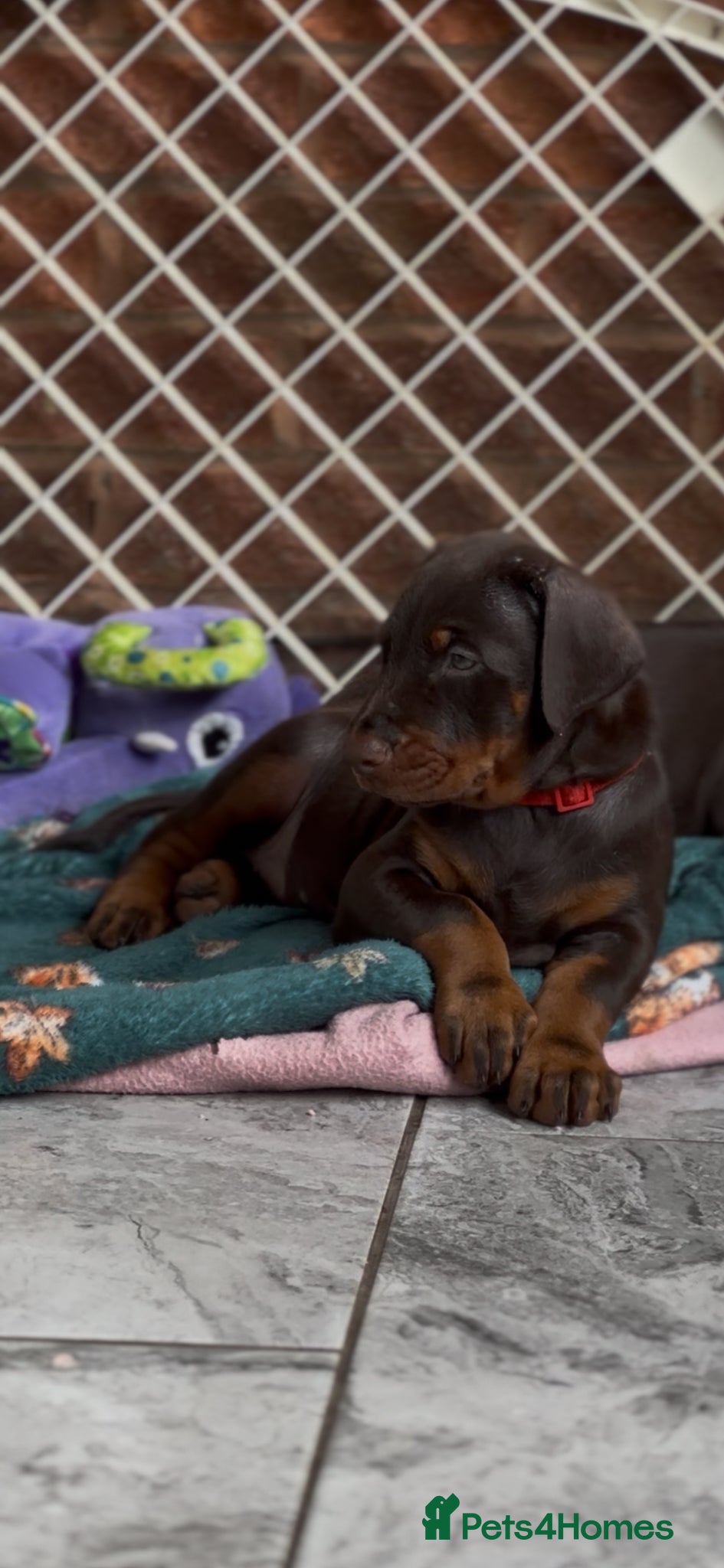 Dobermann dogs Large full European Doberman jab puppies - Advert 2