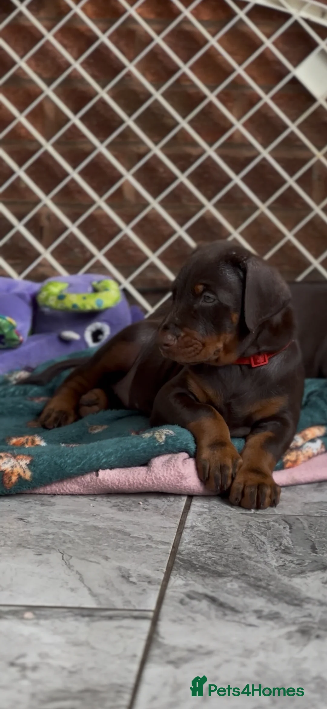 Dobermann dogs for sale: Large full European Doberman jab puppies - Advert 2