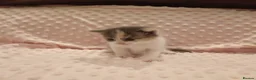 American Shorthair cats for sale: 6 gorgeous mix breed kittens  - Advert 5