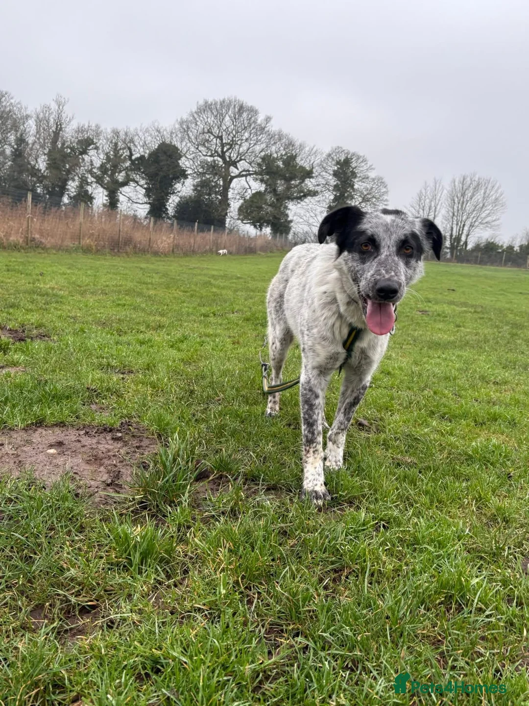 Mixed Breed dogs for adoption: Cessil - Norwich Norfolk  - Advert 23