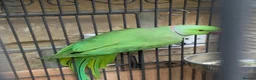 Parrots birds for sale: Indian ringneck parrot with cage and accessories  - Advert 3