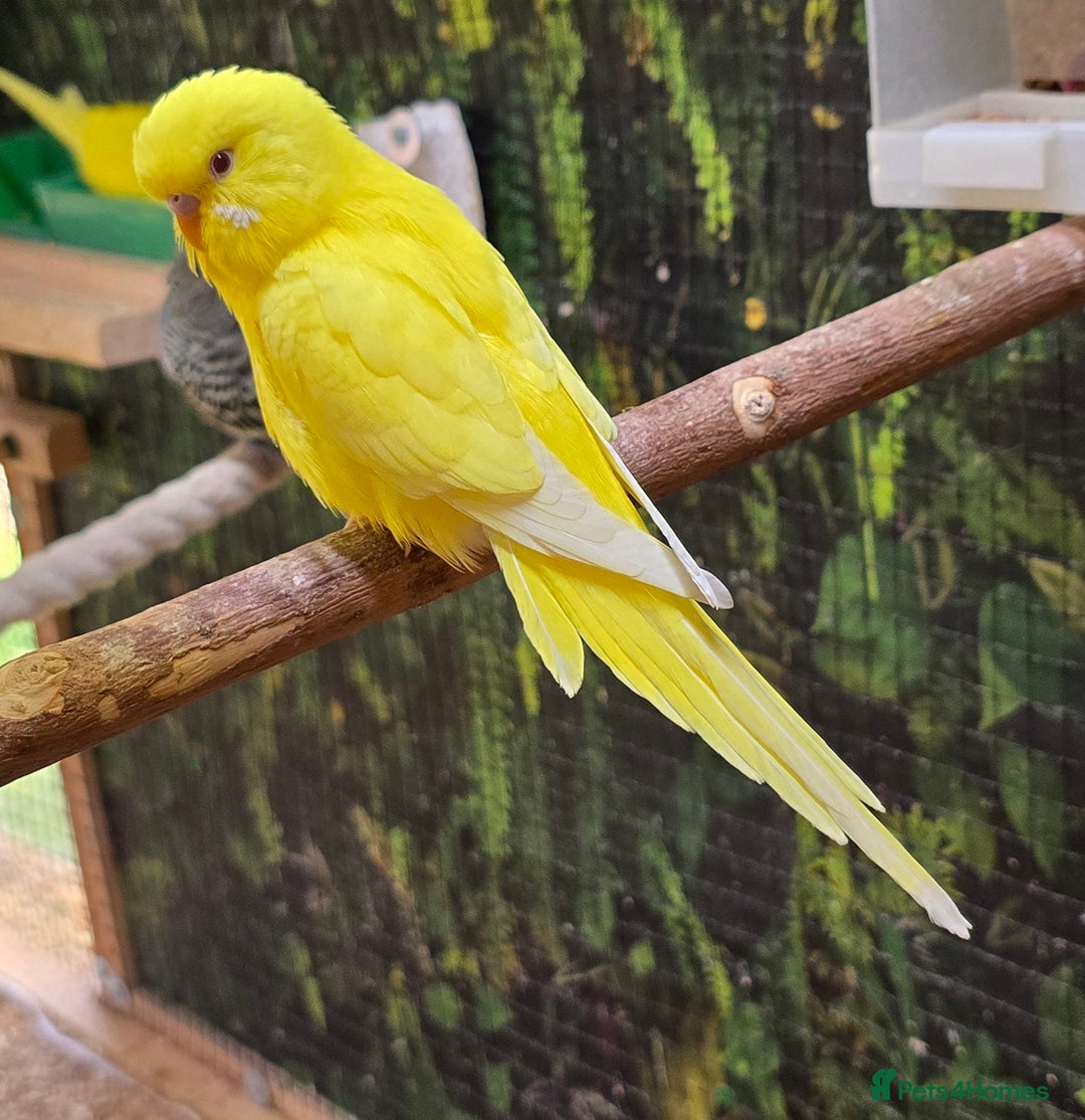 Budgerigars birds for sale: Young budgerigars for sale. - Image 11