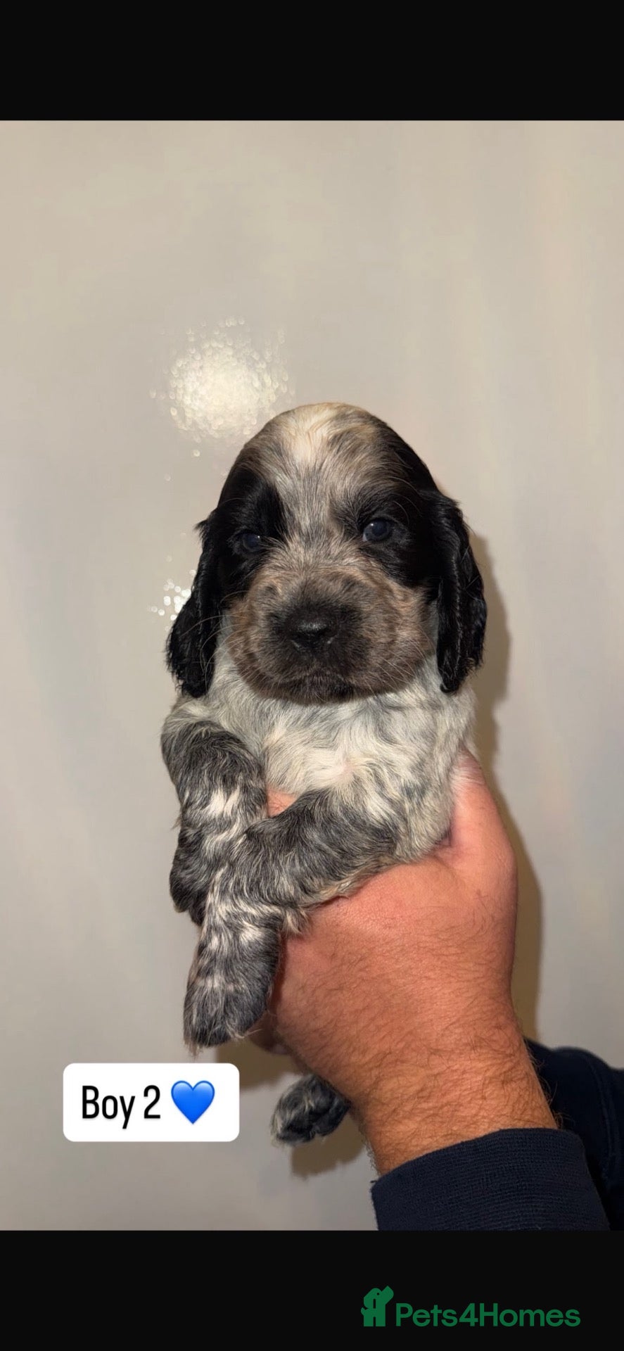 Cocker Spaniel dogs Show type 🐾 cocker spaniel puppy’s  - Advert 2