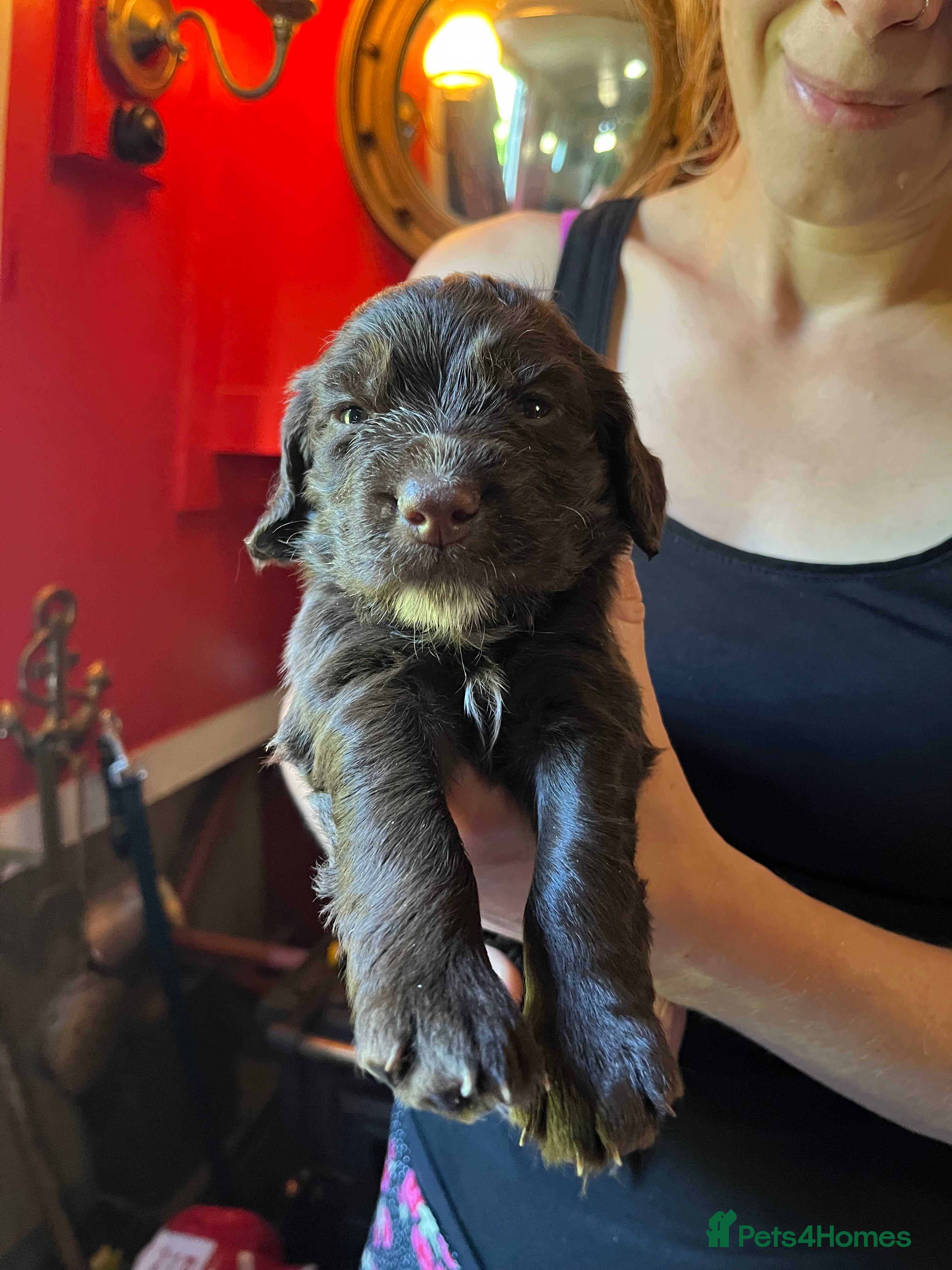 Cocker Spaniel dogs Working Cocker Spaniel Puppies for Sale - Advert 2