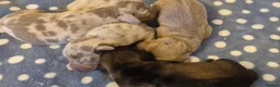 Miniature Dachshund dogs for sale: Miniature Dachshunds  - Advert 7