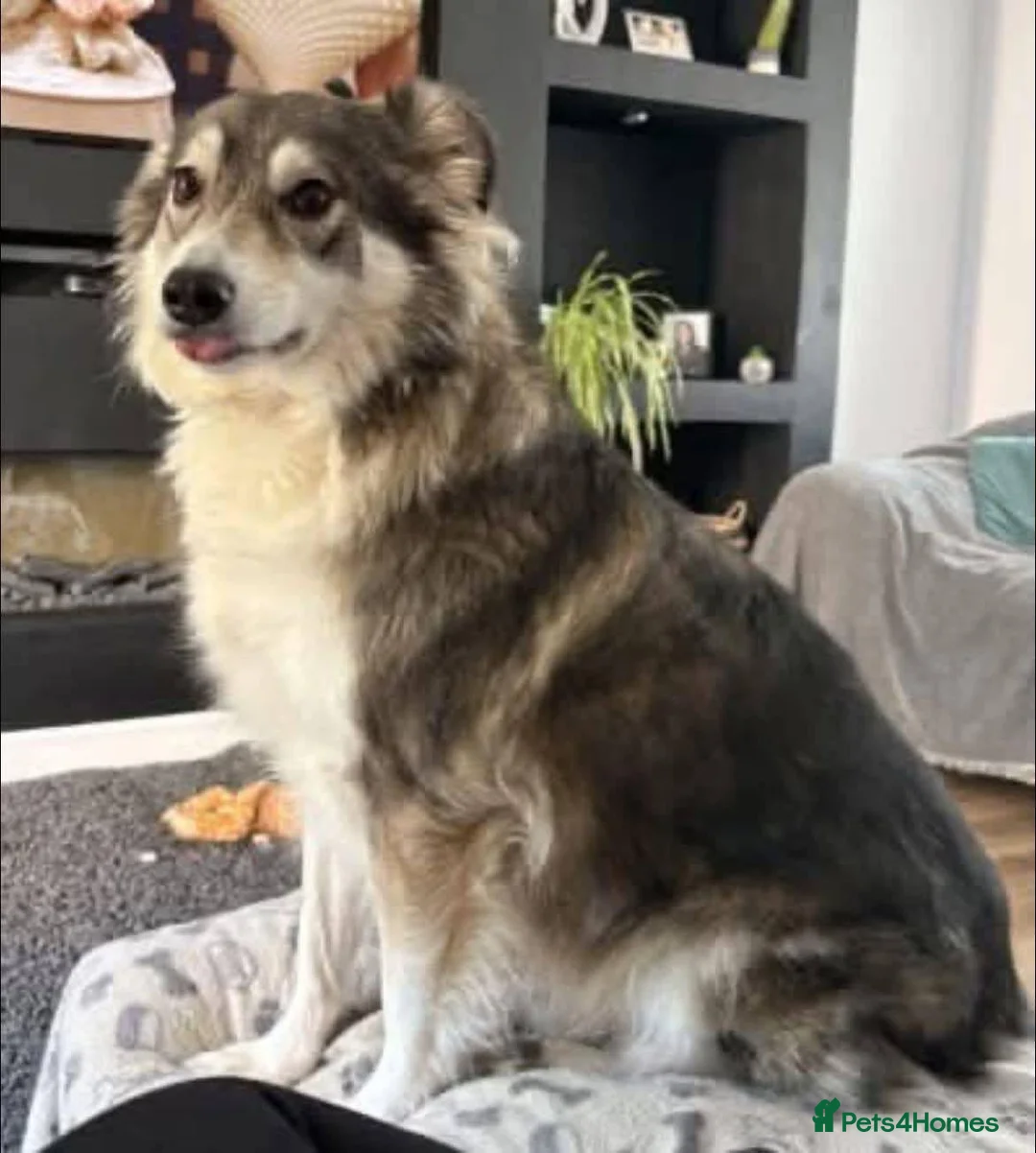 Mixed Breed dogs for adoption: Meet Maya, currently residing in Leicestershire in Loughborough - Advert 1