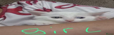 Siamese 2