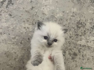 Ragdoll cats for sale: Ragdoll kitten - Advert 2