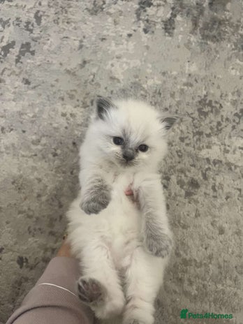 Ragdoll cats Ragdoll kitten - Advert 1