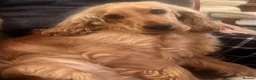 Cocker Spaniel dogs for sale: Show Cocker Spaniel - Advert 1