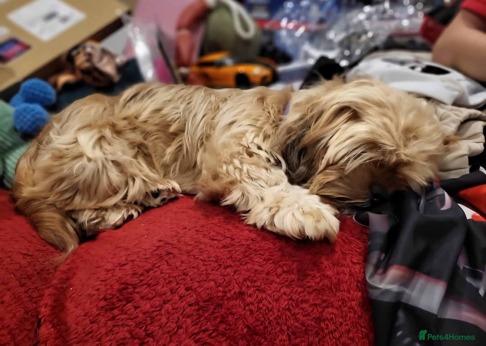 Shih Tzu dogs 5 Yr old shih tzu for rehoming - Advert 2