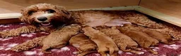 Cavapoo dogs for sale: Red Cavapoo Puppies - Advert 8