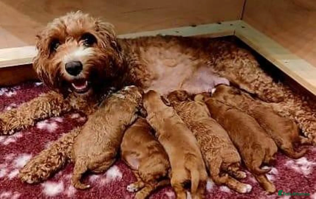 Cavapoo dogs for sale: Red Cavapoo Puppies - Advert 8