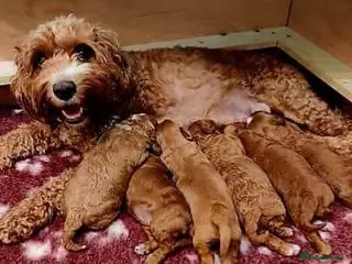Cavapoo dogs Red Cavapoo Puppies - Advert 6