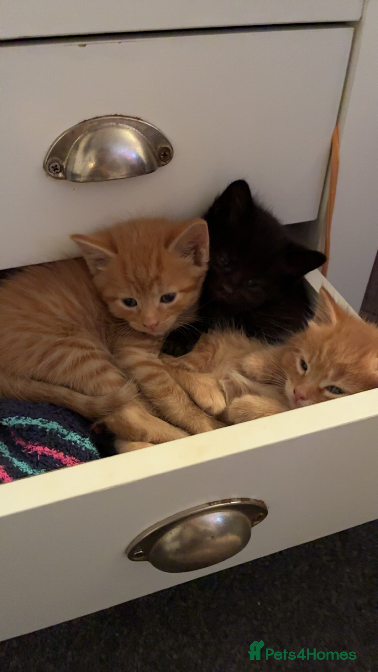 Mixed Breed cats Beautiful fluffy cuddly kittens for sale!!!  - Advert 1