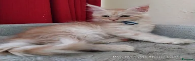 Maine Coon Kitten 2