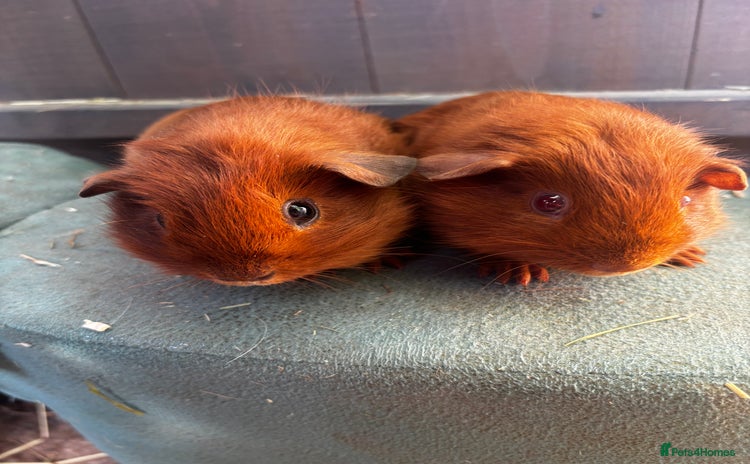 Guinea Pig rodents - Advert 22