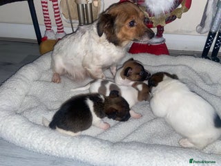 Jack Russell dogs Beautiful jackrussels pup - Advert 5