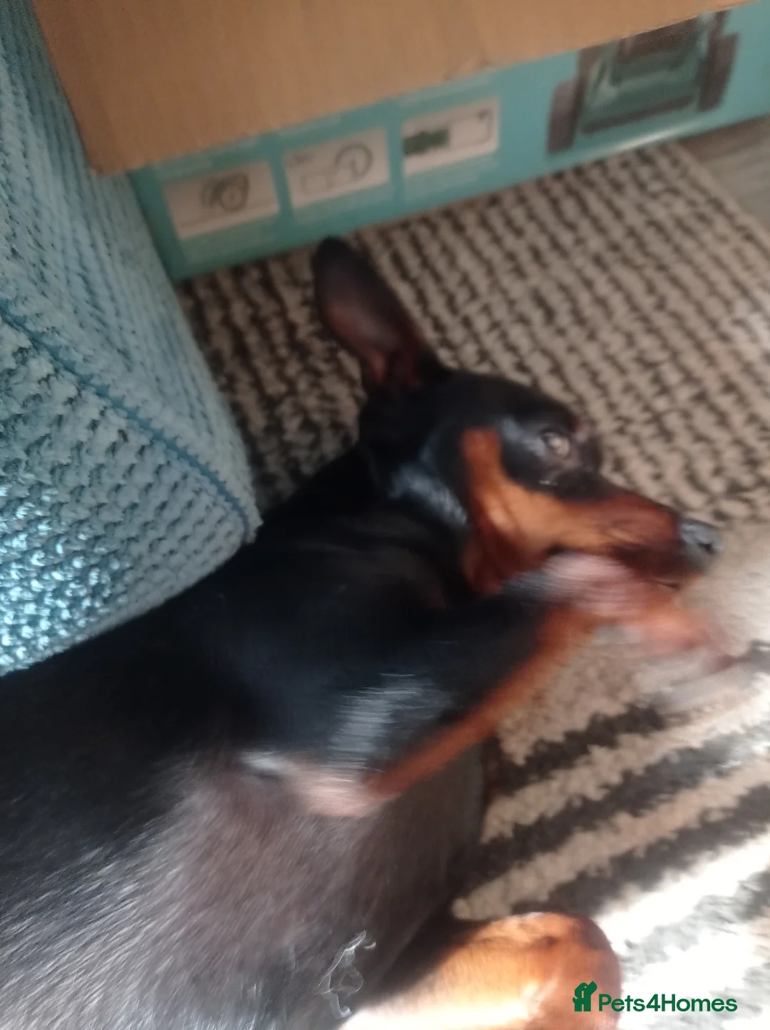 Miniature Pinscher dogs for sale: Male Miniature pinscher for sale - Advert 2