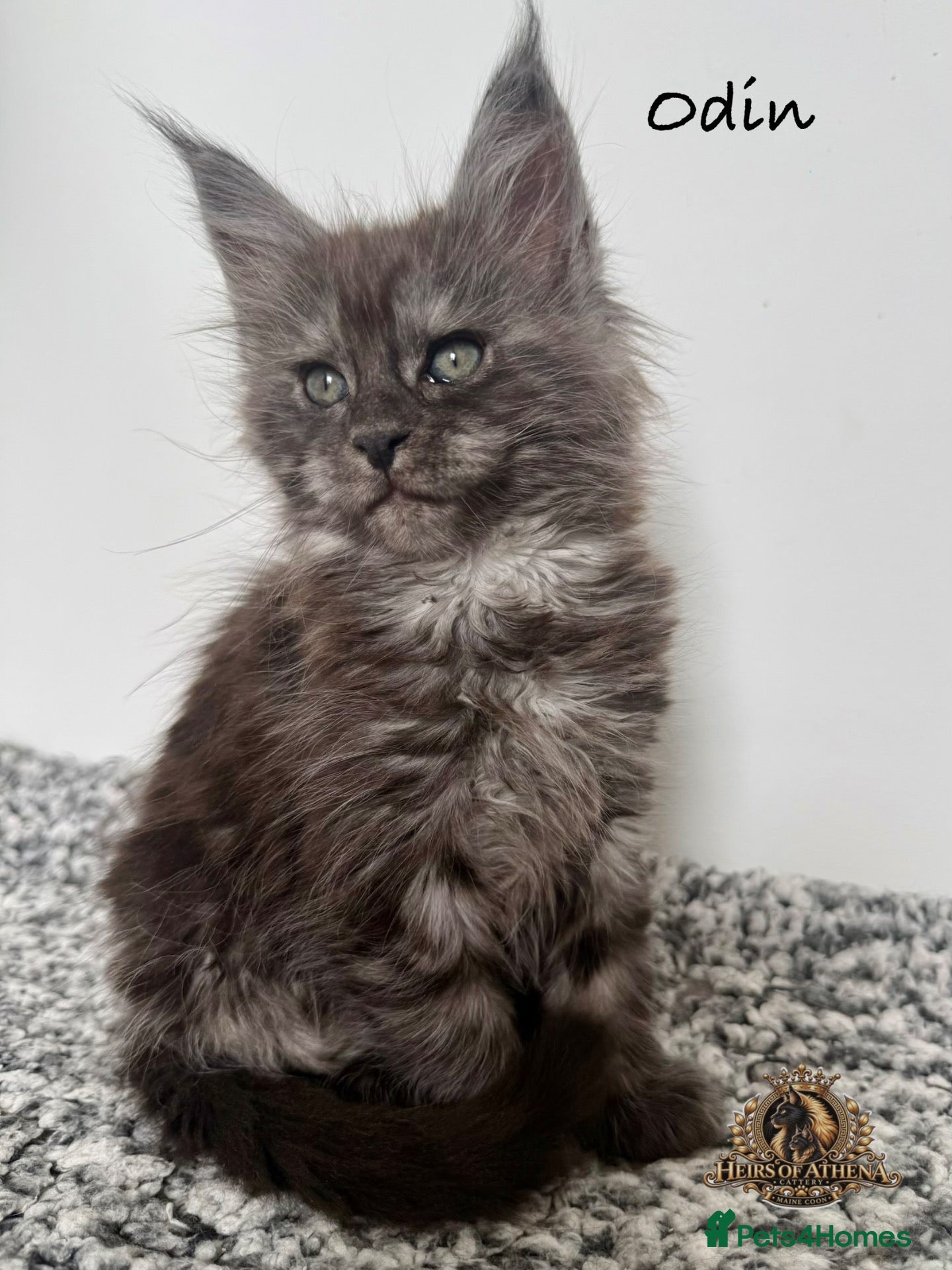 Maine Coon cats 🐾 Maine Coon Kittens TICA Registered 🐾 - Advert 1