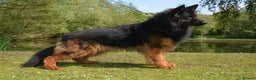 German Shepherd dogs for stud: German Shepherd Long Haired *Stud* - Advert 2