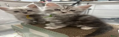Maine Coon 1 black silver tabby 