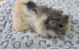 Guinea Pig rodents for sale: 3 Male Babies 🐖 - Advert 7