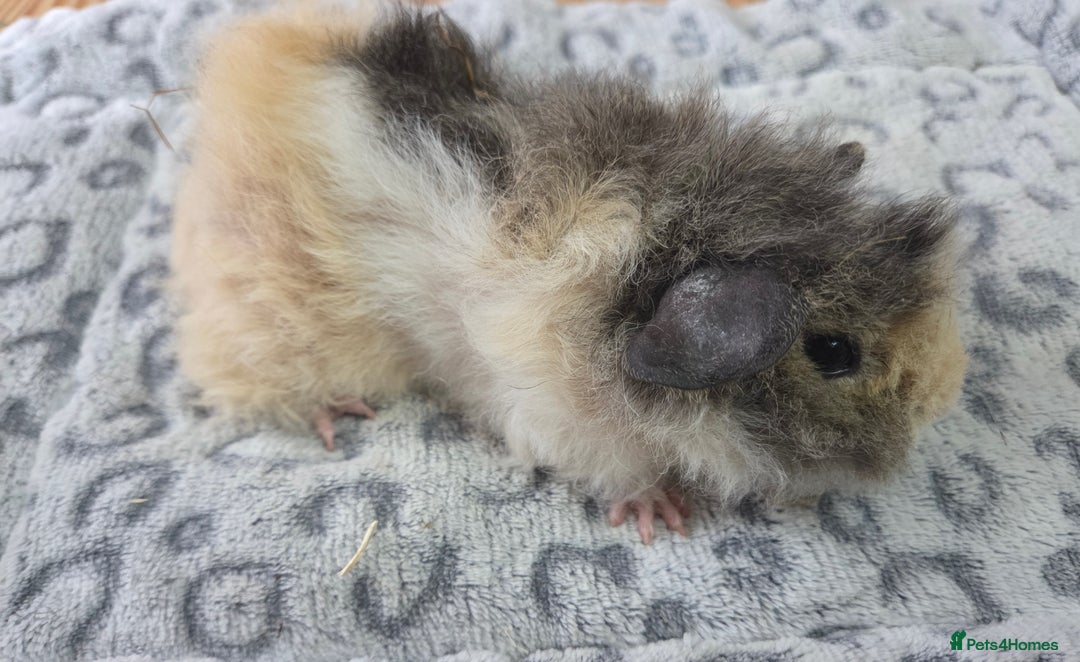 Guinea Pig rodents for sale: 3 Male Babies 🐖 - Advert 7